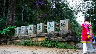 云南景迈山：游客寻茶香 古寨续新篇