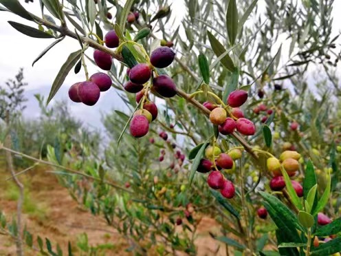 甘肃省陇南市武都区：油橄榄产业实现经济生态效益双丰收