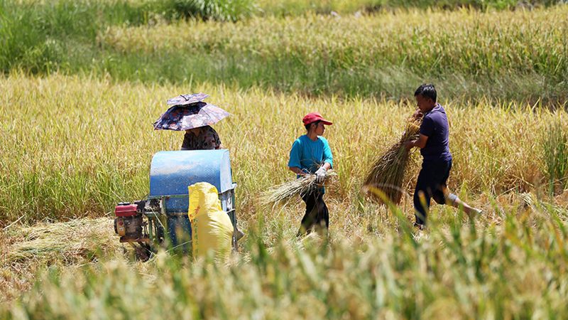重慶黔江：高標準農田水稻搶收忙