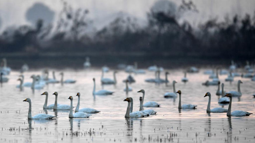 洞庭湖：生态修复吸引野生动物“诗意栖居”