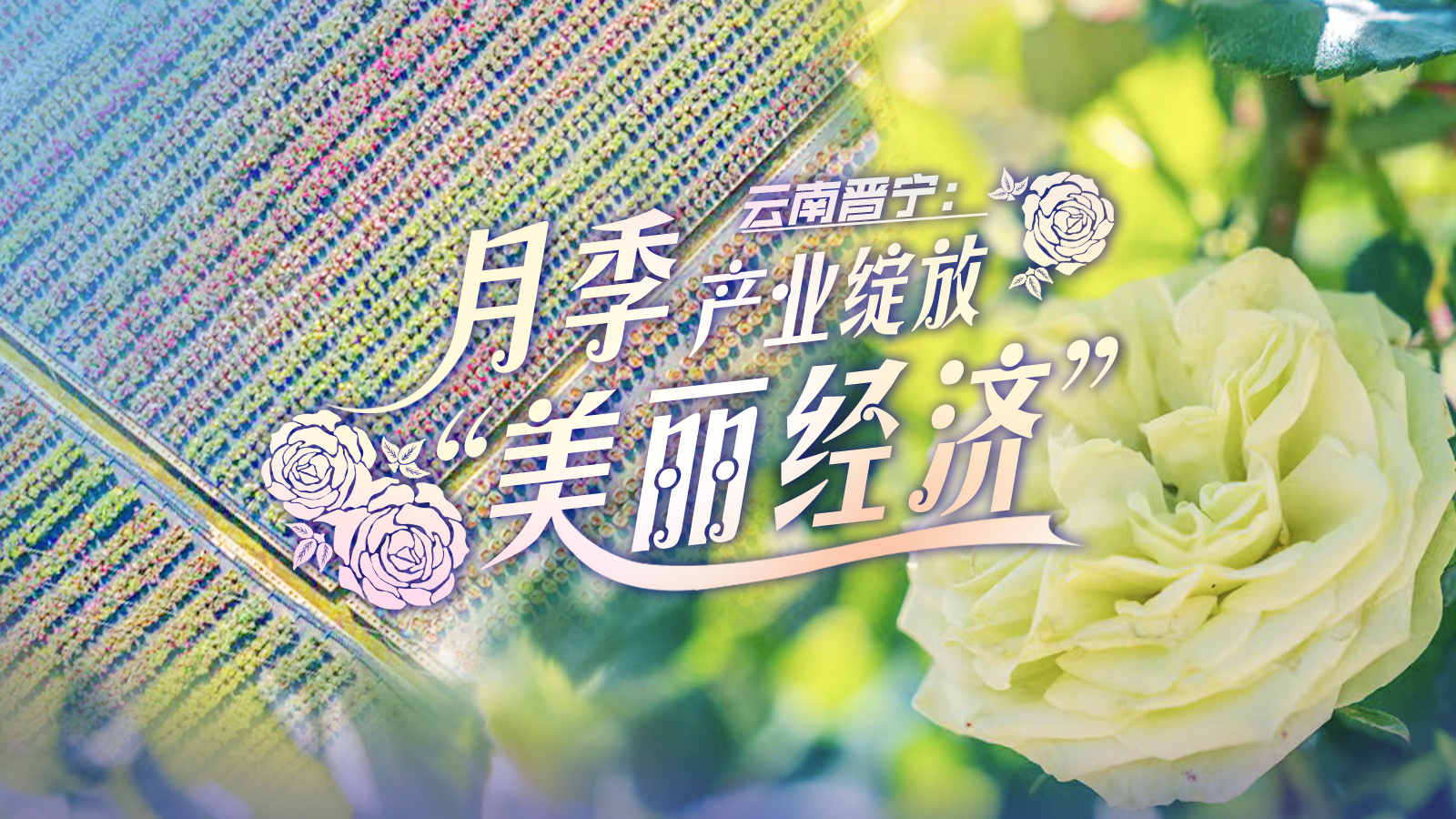 雲南晉寧：月季産業綻放“美麗經濟”
