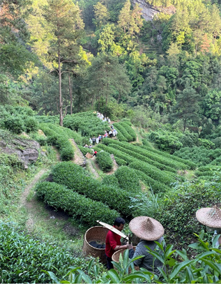吉瓦森林農業：巧用“茶科技”，小茶苗成就大産業