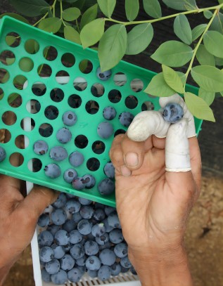 日照東港區：培育發展壯大地方特色藍莓産業