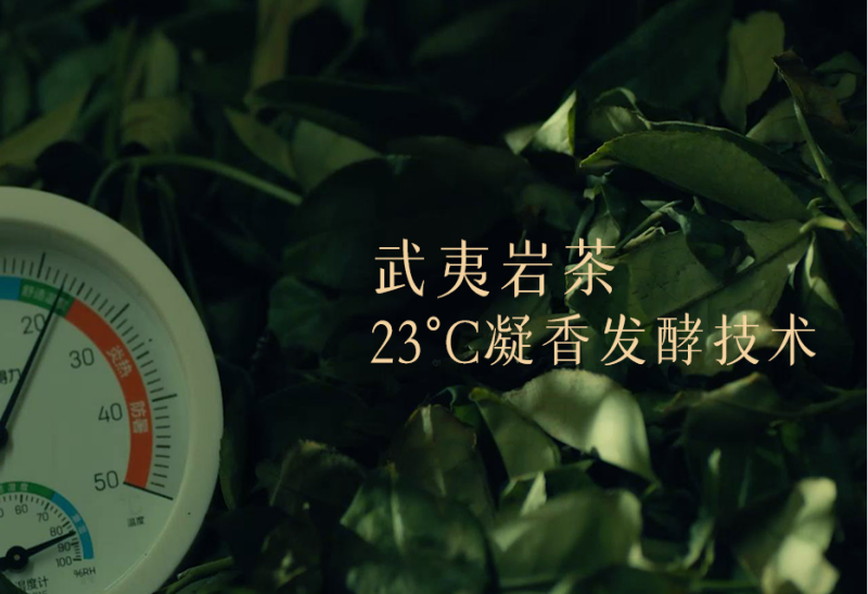武夷岩茶23℃凝香发酵技术