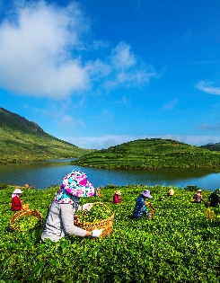 福鼎白茶：三茶統籌 促發展 一片茶葉富百姓