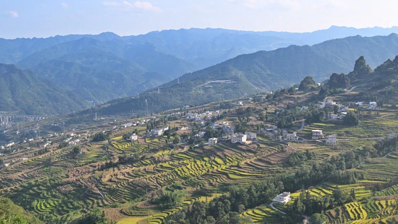 鱼在稻中游 钱粮双丰收——探访乌蒙山区“鱼米乡”