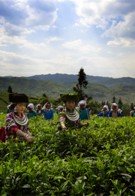 公安部推动“普安茶”成为富民强县的绿色产业